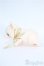 画像2: Oh!Duck Farm/TonTon Y-25-04-02-054-YD-ZY (2)