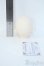 画像4: LUTS/Senior65 Delf RAVEN Y-25-06-04-299-YD-ZY (4)