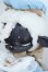 画像3: coralreefdoll×WHALE ISLAND/Miemie Y-25-07-09-003-YD-ZY