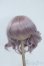 画像1: 8-9inch/ウィッグ Y-25-07-16-135-YD-ZY (1)