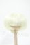画像1: 6-6.5inch/ウィッグ Y-26-02-18-124-WT-ZY (1)