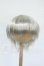 画像1: 9inch/ウィッグ Y-26-04-15-110-WT-ZY (1)