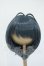 画像1: 8-9inch/インソムニア製:ウィッグ Y-26-05-15-252-WT-ZY (1)