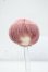 画像1: 4inch/ウィッグ Y-26-07-14-159-WT-ZY (1)