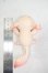 画像2: FATEMOONS/六角竜:PUU Y-26-09-29-346-WT-ZY (2)