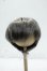 画像1: 8-9inch/ウィッグ Y-26-10-06-254-WT-ZY (1)