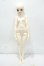画像6: MYOU DOLL/Zuzana Literature ver. Limited Y-26-10-06-102-WT-ZY (6)
