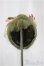 画像1: 5inch/ウィッグ/インチ　BJD　MJD　ドール用 A-25-03-12-252-KD-ZA (1)