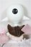 画像5: DOLL CHATEAU/Ice Cream/ A-25-06-18-301-NY-ZA