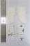 画像2: MSD&MDD/OF:ソックス2点セット/1/4　40ｃｍ　BJD　MJD　衣装　ドール用 A-25-07-23-119-TO-ZA (2)