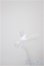 画像2: cocoriang/アイ/0 A-25-08-13-245-NY-ZA (2)