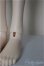画像8: XAGADOLL/Mini　Li　xia A-25-08-27-353-NY-ZA
