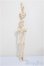 画像1: MDDF3/内部パーツ/BJD　球体関節人形 A-25-10-15-159-NY-ZA (1)