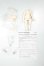 画像1: ねんどろいどどーる archetype 1.1：Girl (cream) A-26-08-24-324-NY-ZA (1)