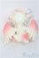 画像5: 【SALE】Aileen Doll/Cherry blossoms editon Shy I-24-12-29-1011-TO-ZI (5)