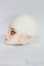 画像4: Coral Reef Doll/Opal　head/BJD　球体関節人形 I-25-07-20-201-KD-ZI