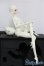 画像7: Coral Reef Doll/Opal　head/BJD　球体関節人形 I-25-07-20-201-KD-ZI
