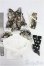 画像6: SD/OF:衣装セット　花　ワンピース/1/3　60ｃｍ　BJD　MJD　衣装　ドール用 I-25-10-05-258-KD-ZI