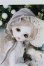 画像1: Rosen Lied /1/6/Tuesday's Child Limited Fairy Ravie/BJD　球体関節人形 I-25-10-12-008-KD-ZI (1)