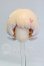 画像1: MINTY(ミンティ)/ファンタジーの森 髪パーツ I-26-02-15-272-KD-ZI (1)