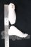 画像3: 60cmドール級/フットパーツ I-26-05-07-241-KD-ZI (3)