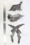 画像3: Fatemoons/Seraphim Wings I-26-07-30-209-KD-ZI (3)