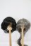 画像1: 8-9inch/ウィッグ I-26-10-22-200-KD-ZI (1)