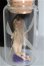 画像5: densenmaniya /fairy bottle A-24-06-05-1134-TN-ZA