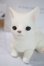 画像1: dearｍine/golgi basic A-25-06-04-1091-TN-ZU (1)