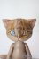 画像1: I.O.S/Koo-Brown tabby A-25-06-11-1096-TN-ZU (1)