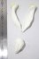 画像2: luts/Senior Delf Bunny Ears and Tail set ver1 Limited A-26-10-28-1077-TN-ZU (2)