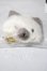 画像1: SD/OF:ねこバッグ(シャム) U-26-10-14-187-TN-ZU (1)