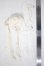 画像4: SDG/OF:衣装セット　mabel the grace様製 U-26-10-21-118-TN-ZU (4)