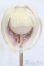 画像1: ウィッグ/9-10inch:FashionTail様製 S-25-03-23-380-GN-ZS (1)