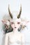 画像1: Gem of Doll/Olita Animal Ver.  S-25-08-17-012-SK-ZS (1)