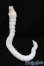 画像2: 1/4ドール/Doll Nouveau製Tail Body S-25-10-05-156-TO-ZS (2)