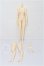 画像1: 1/6/女性ボディ：素体 Stream Body ストリームボディ ：ユニバーサルプーヤン製 S-26-02-22-213-TO-ZS (1)