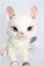 画像1: BLACKBOX/天狐MOCHI S-26-07-19-107-YB-ZS (1)