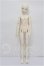 画像2: Gem of Doll/Wall S-26-09-20-103-TO-ZS (2)