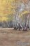 画像4: 1/6ドールサイズ/背景布 S-25-04-27-048-GN-ZS