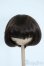 画像1: 8-9inch/ウィッグ Y-25-11-26-116-GN-ZY (1)