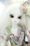 画像1: 【新宿マルイアネックス店 店頭販売商品】DEARMINE/IRENE ~Creature Tail~ 2100150000014736-ZM (1)