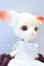 画像4: DOLK x Doll Zone/Mini Kitty S-26-10-25-019-YB-ZS (4)