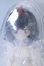 画像1: Meki Creator's Essence/造物之心:Rose(色違い・黒) S-26-08-09-057-SK-ZS (1)