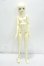 画像5: Myou Doll/1/4 ZUZANA Y-26-10-13-350-WA-ZY (5)