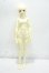 画像5: MYOUDOLL/1/4 Delia Y-26-10-13-349-WA-ZY (5)