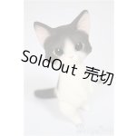 画像: Heaven Monkey様製/ハチワレ/ A-25-08-13-176-NY-ZA