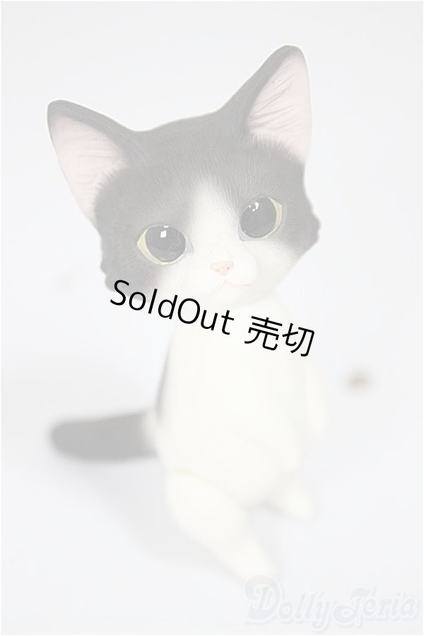 画像1: Heaven Monkey様製/ハチワレ/ A-25-08-13-176-NY-ZA (1)