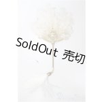 画像: SD/OF:扇/BJD 球体関節人形 A-25-11-26-132-NY-ZA