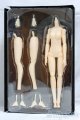 画像: 1/6/女性ボディ：素体 Stream Body ストリームボディ ：ユニバーサルプーヤン製 I-25-12-14-137-KD-ZI